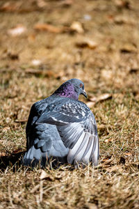 Close-up of bird on field