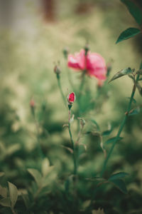 Close-up of pink flowering plant