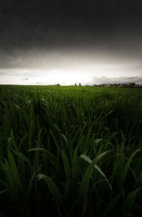 Scenic view of agricultural field against sky