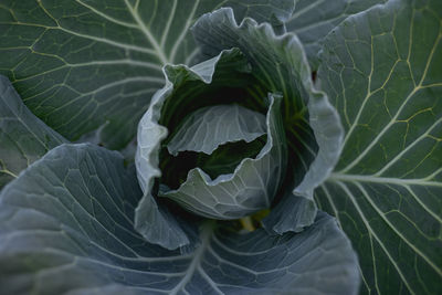 Full frame shot of cabbage