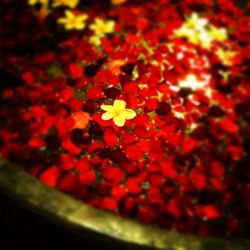 Close-up of red flower