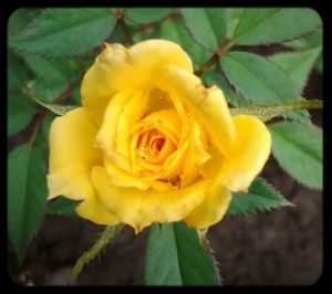 Close-up of yellow rose