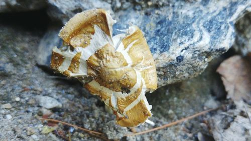 Close-up of rocks against blurred background