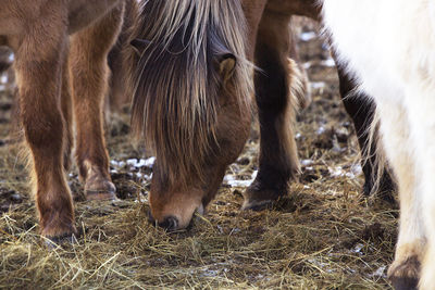 Brown icelandic horse eats grass in spring