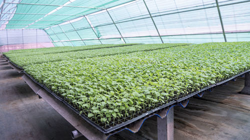 Plants growing in greenhouse