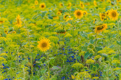 Close-up of yellow flowering plants on field