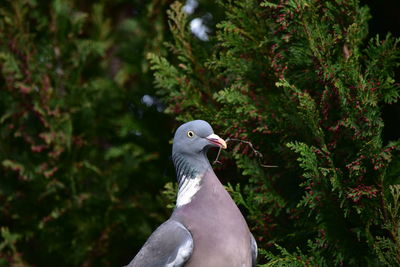 Close-up of pigeon