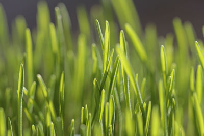 Cultivation of wheatgrass