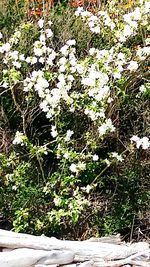 Close-up of plants