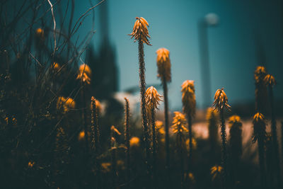 Close-up of wilted flowers on field