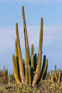 Low angle view of cactus growing on field against sky