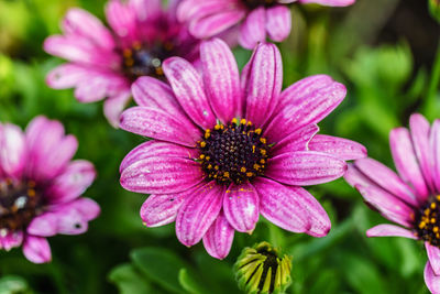 Close-up of pink flowers