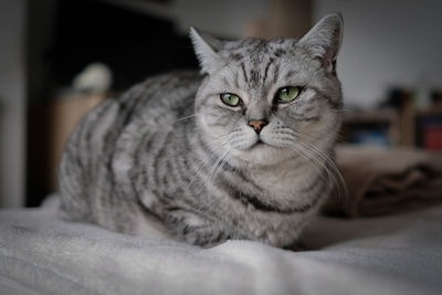 Close-up of british shorthair looking away while resting on bed