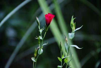 Close-up of red flower