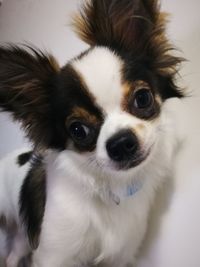 Close-up portrait of a dog