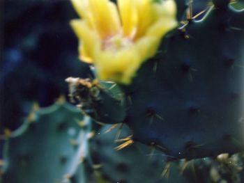 Close-up of yellow flowers