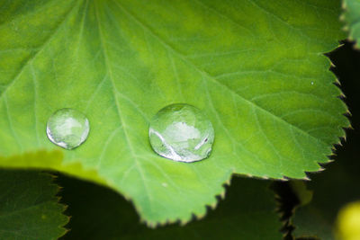Close-up of water drops on leaf
