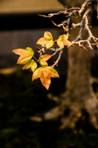 Close-up of autumn leaves on branch