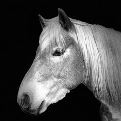 Close-up of horse against black background