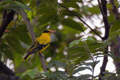 Bird perching on a tree