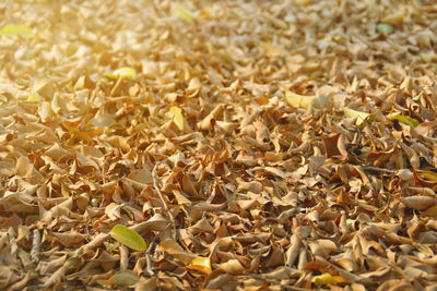 Full frame shot of dry leaves