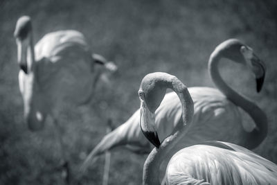 Close-up of swan