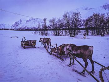Horse cart on snow covered field against sky