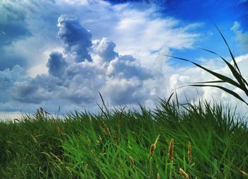 Scenic view of grassy field against cloudy sky