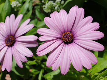 Close-up of purple flower in garden 