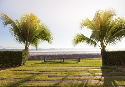 Palm trees on field against clear sky