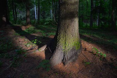 Sunlight on tree trunk in forest