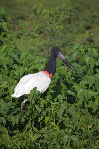 Bird perching on a plant