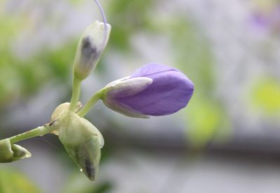 Close-up of purple flowering plant