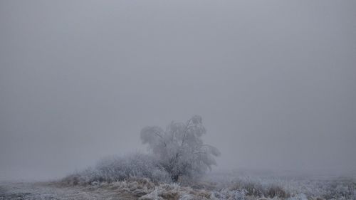 Trees on field against sky during winter