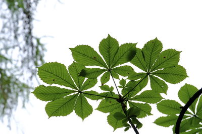 Close-up of fresh green leaves against sky