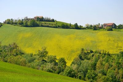 Scenic view of field against clear sky