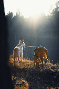 Horses in the field