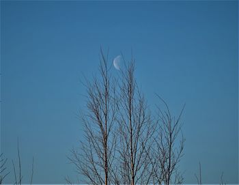 Close-up of bird on tree against sky