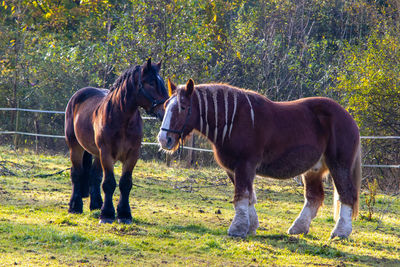 Horses in a field