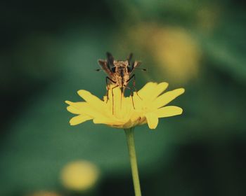 Close-up of insect pollinating on yellow flower