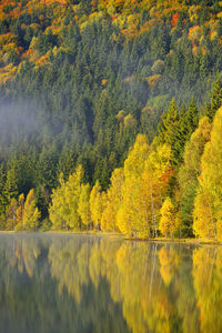 Scenic view of lake in forest during autumn