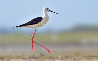 Close-up of bird perching on a land
