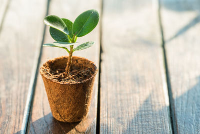 Close-up of potted plant on table