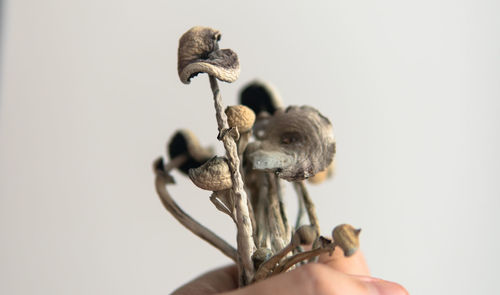 Close-up of a hand holding a flower over white background