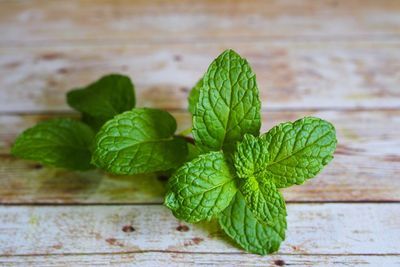 Close-up of green leaves on table