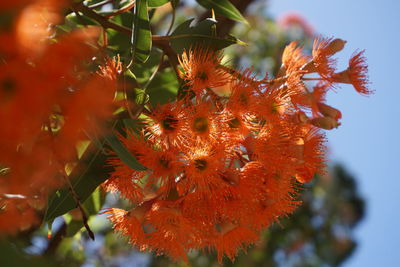 Close-up of orange tree