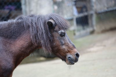 Close-up of a horse in ranch