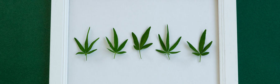 Close-up of plants against wall