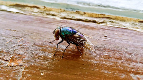 Close-up of spider on sand