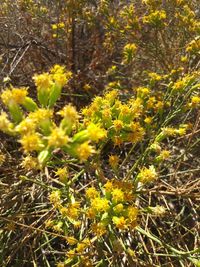 Close-up of yellow flowering plant on field